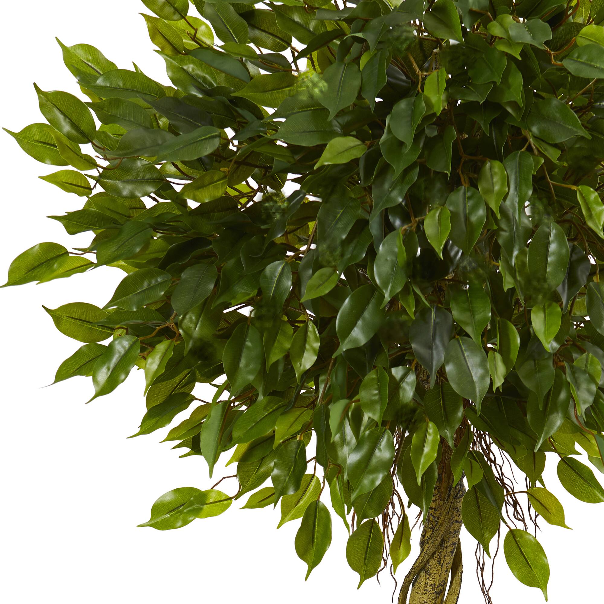 5ft. Potted Ficus Topiary